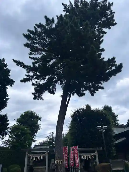 中野沼袋氷川神社(東京都)