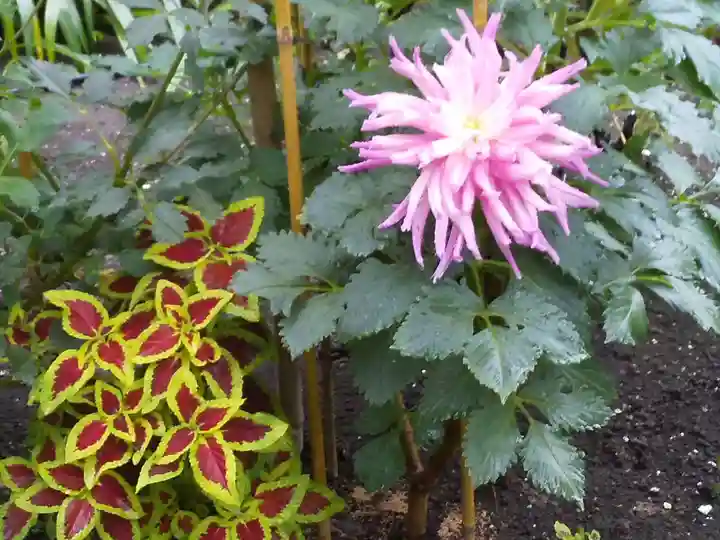 上野東照宮の自然