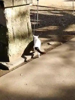 野々宮神社の{uncategorized: "未分類", other: "その他", undefined: "問題あり", building: "その他建物", grave: "お墓", sacred_gate: "鳥居", guardian: "狛犬", statue: "像", buddha: "仏像", history: "歴史", nature: "自然", garden: "庭園", animal: "動物", pagoda: "塔", temizu: "手水舎", mountain_gate: "山門・神門", sanctuary: "本殿・本堂", subordinate: "末社・摂社", art: "芸術", scenery: "景色", jizo: "地蔵", ema: "絵馬", goshuin: "御朱印", omikuji: "おみくじ", items: "授与品その他", amulet: "お守り", goshuincho: "御朱印帳", eats: "食事", festival: "お祭り", votive_dance: "神楽", shichigosan: "七五三参", wedding: "結婚式", experience: "体験その他", initially: "初詣", around: "周辺", anti_infection: "感染症対策"}