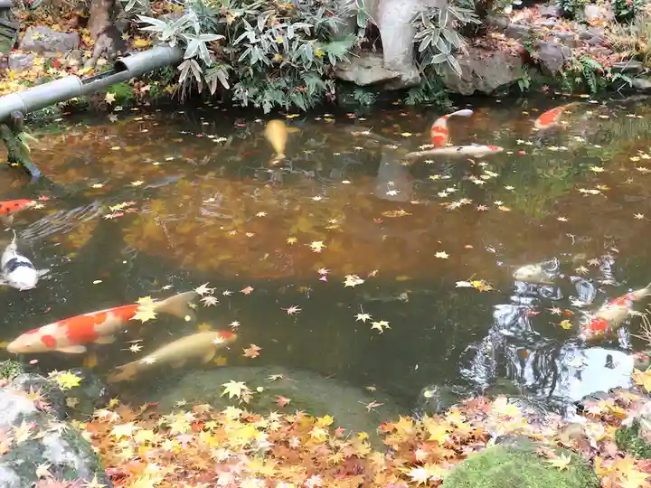一條殿 新善光寺の動物