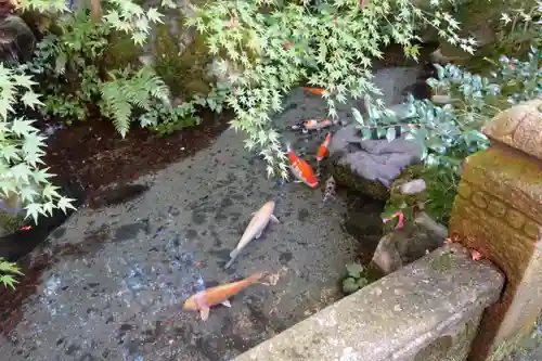 光明寺瑠璃光院の動物