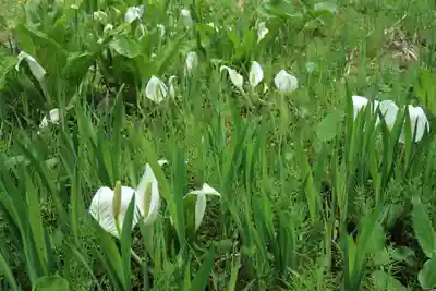 白山中居神社(岐阜県)