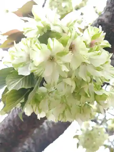 國鉾神社の自然