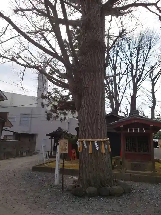 取手八坂神社の自然