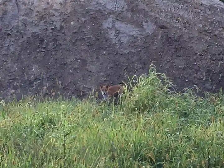 砂川神社の動物