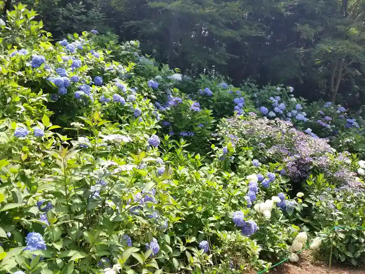 大宝八幡宮の自然