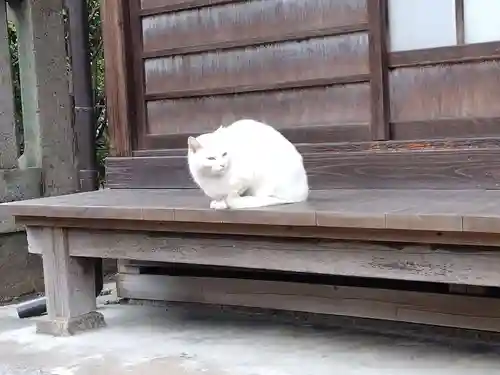 若宮神社の動物
