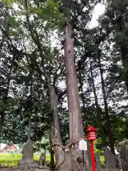 熊野神社の自然