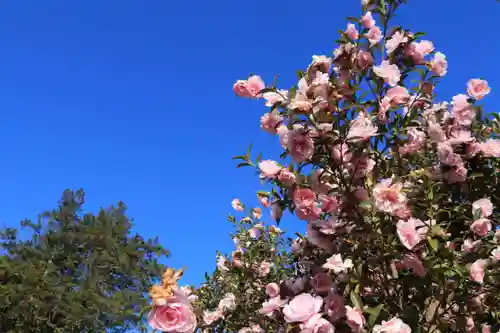 豊景神社の自然