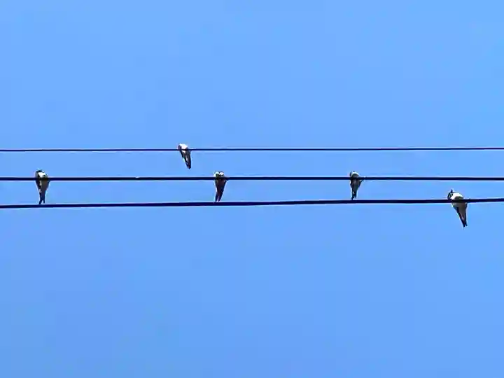 菱野健功神社の動物