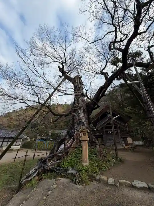 神魂伊能知奴志神社の{uncategorized: "未分類", other: "その他", undefined: "問題あり", building: "その他建物", grave: "お墓", sacred_gate: "鳥居", guardian: "狛犬", statue: "像", buddha: "仏像", history: "歴史", nature: "自然", garden: "庭園", animal: "動物", pagoda: "塔", temizu: "手水舎", mountain_gate: "山門・神門", sanctuary: "本殿・本堂", subordinate: "末社・摂社", art: "芸術", scenery: "景色", jizo: "地蔵", ema: "絵馬", goshuin: "御朱印", omikuji: "おみくじ", items: "授与品その他", amulet: "お守り", goshuincho: "御朱印帳", eats: "食事", festival: "お祭り", votive_dance: "神楽", shichigosan: "七五三参", wedding: "結婚式", experience: "体験その他", initially: "初詣", around: "周辺", anti_infection: "感染症対策"}