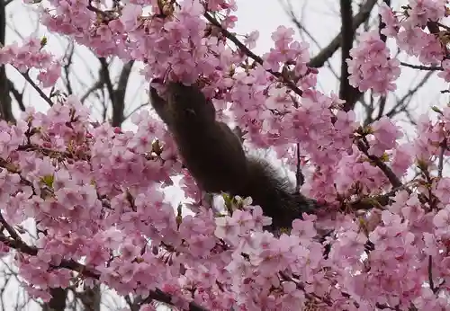 江島神社の自然