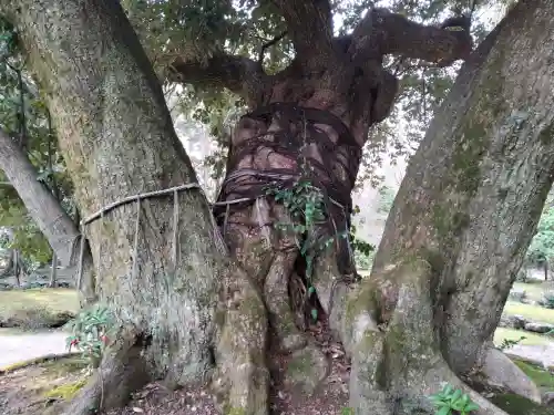 賀茂別雷神社（上賀茂神社）の{uncategorized: "未分類", other: "その他", undefined: "問題あり", building: "その他建物", grave: "お墓", sacred_gate: "鳥居", guardian: "狛犬", statue: "像", buddha: "仏像", history: "歴史", nature: "自然", garden: "庭園", animal: "動物", pagoda: "塔", temizu: "手水舎", mountain_gate: "山門・神門", sanctuary: "本殿・本堂", subordinate: "末社・摂社", art: "芸術", scenery: "景色", jizo: "地蔵", ema: "絵馬", goshuin: "御朱印", omikuji: "おみくじ", items: "授与品その他", amulet: "お守り", goshuincho: "御朱印帳", eats: "食事", festival: "お祭り", votive_dance: "神楽", shichigosan: "七五三参", wedding: "結婚式", experience: "体験その他", initially: "初詣", around: "周辺", anti_infection: "感染症対策"}