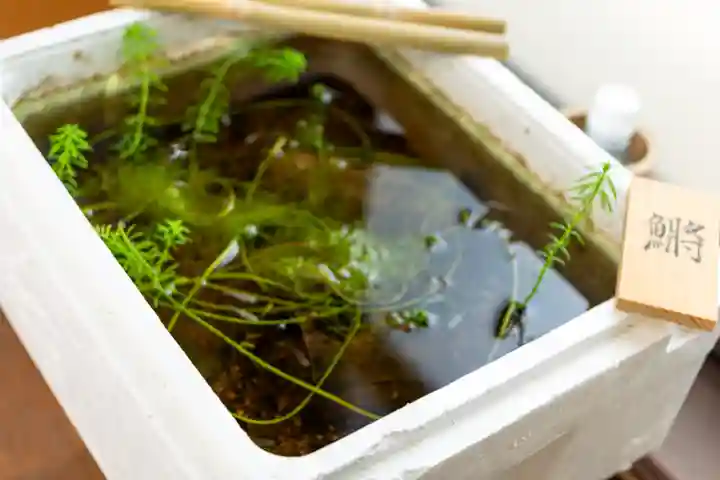 住吉神社(山口県)