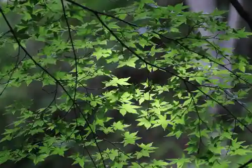 三春大神宮の自然