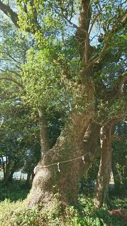 戸馳神社の自然