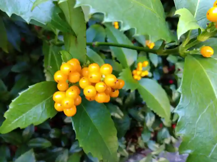 実光院(京都府)