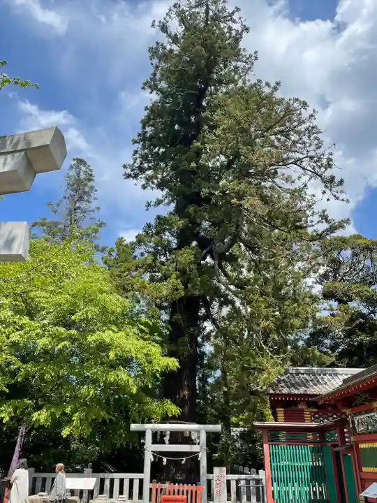 大杉神社の自然