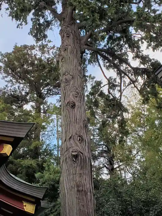 越木岩神社の自然