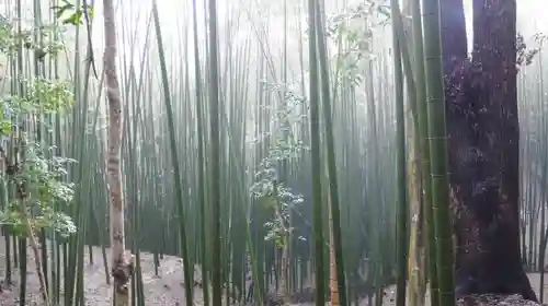 石清水八幡宮の自然