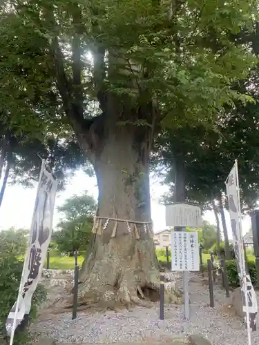 薬師寺八幡宮(栃木県)