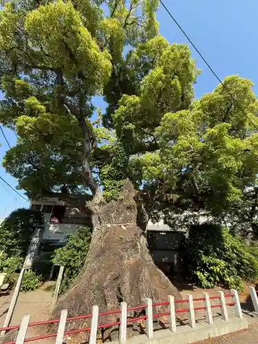 五所神社の{uncategorized: "未分類", other: "その他", undefined: "問題あり", building: "その他建物", grave: "お墓", sacred_gate: "鳥居", guardian: "狛犬", statue: "像", buddha: "仏像", history: "歴史", nature: "自然", garden: "庭園", animal: "動物", pagoda: "塔", temizu: "手水舎", mountain_gate: "山門・神門", sanctuary: "本殿・本堂", subordinate: "末社・摂社", art: "芸術", scenery: "景色", jizo: "地蔵", ema: "絵馬", goshuin: "御朱印", omikuji: "おみくじ", items: "授与品その他", amulet: "お守り", goshuincho: "御朱印帳", eats: "食事", festival: "お祭り", votive_dance: "神楽", shichigosan: "七五三参", wedding: "結婚式", experience: "体験その他", initially: "初詣", around: "周辺", anti_infection: "感染症対策"}