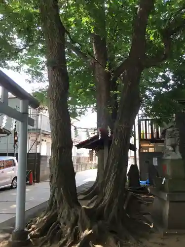 駒繋神社の自然