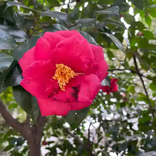 愛宕神社の自然