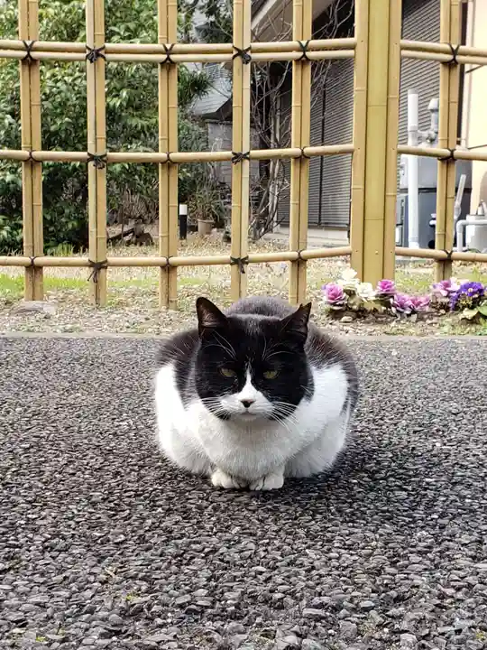 白金氷川神社の動物