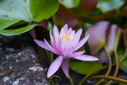 東大寺別院阿弥陀寺(山口県)