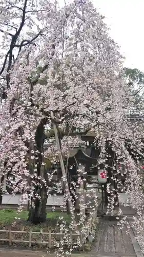 平野神社の自然