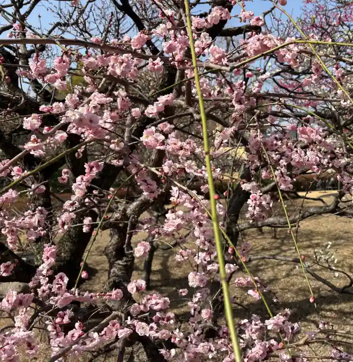 東寺(教王護国寺)の{uncategorized: "未分類", other: "その他", undefined: "問題あり", building: "その他建物", grave: "お墓", sacred_gate: "鳥居", guardian: "狛犬", statue: "像", buddha: "仏像", history: "歴史", nature: "自然", garden: "庭園", animal: "動物", pagoda: "塔", temizu: "手水舎", mountain_gate: "山門・神門", sanctuary: "本殿・本堂", subordinate: "末社・摂社", art: "芸術", scenery: "景色", jizo: "地蔵", ema: "絵馬", goshuin: "御朱印", omikuji: "おみくじ", items: "授与品その他", amulet: "お守り", goshuincho: "御朱印帳", eats: "食事", festival: "お祭り", votive_dance: "神楽", shichigosan: "七五三参", wedding: "結婚式", experience: "体験その他", initially: "初詣", around: "周辺", anti_infection: "感染症対策"}