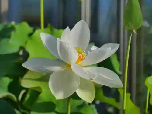 極楽山　浄土寺の自然