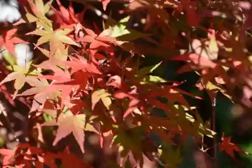 久留里神社の自然