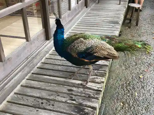 楽法寺（雨引観音）の動物