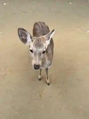 春日大社(奈良県)