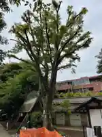 新井天神北野神社の自然