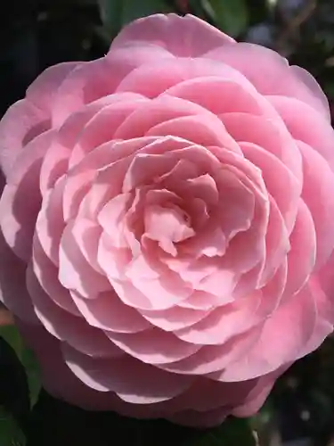 豊川稲荷東京別院の自然