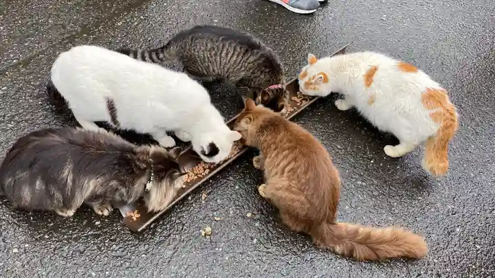御誕生寺(猫寺)(福井県)