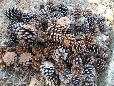 福井県護国神社(福井県)