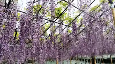 白旗神社(神奈川県)