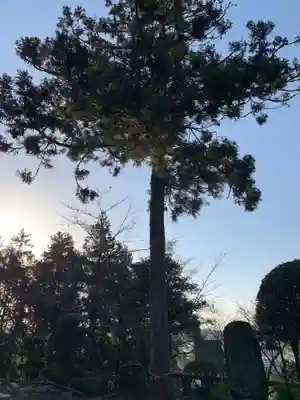 櫻田八幡宮の自然