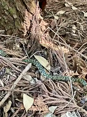 弘川寺(大阪府)