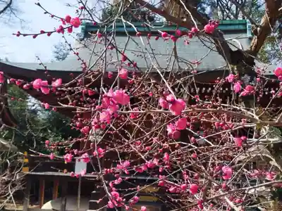 北野天満宮(京都府)