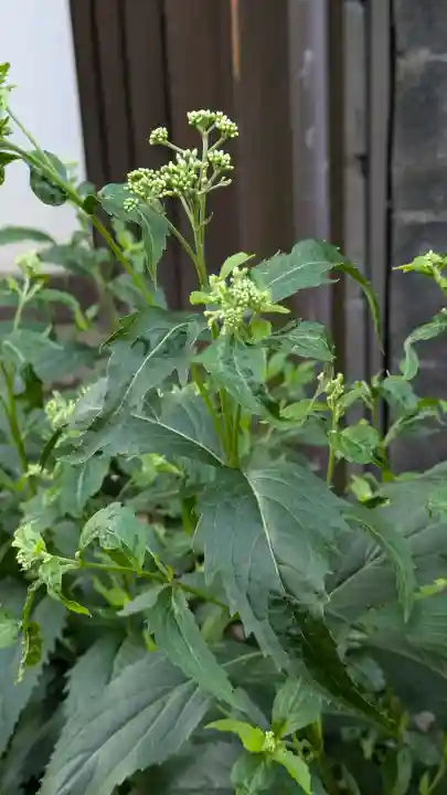 行願寺(革堂)(京都府)