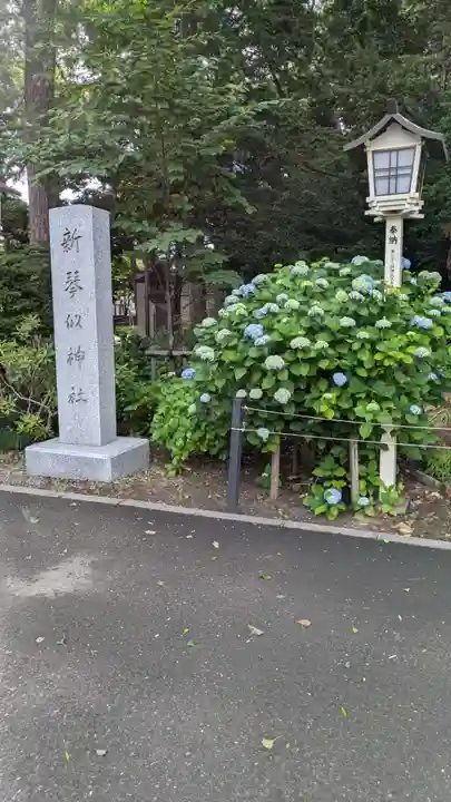 新琴似神社の自然