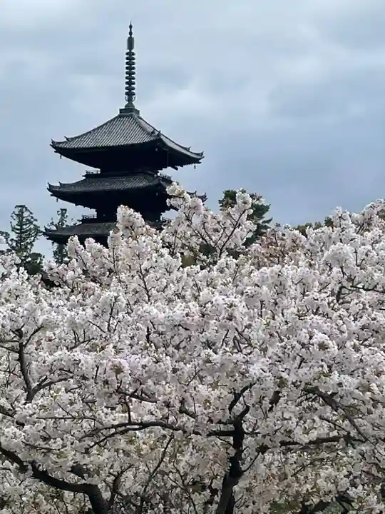 仁和寺の塔