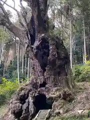 武雄神社の自然