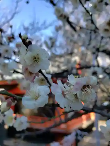 花園神社の自然