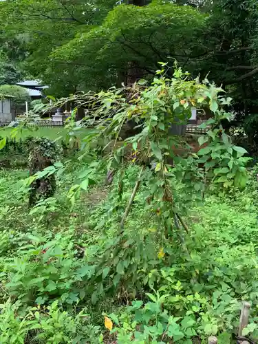 青葉神社の自然